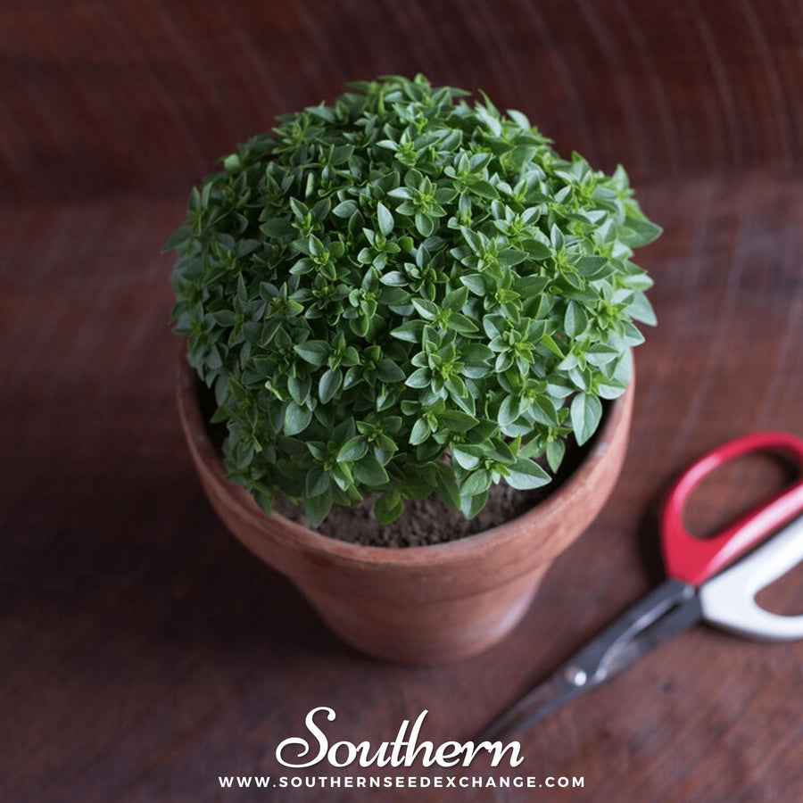 Piccolino Basil