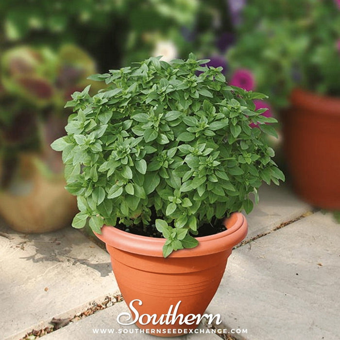 Piccolino Basil