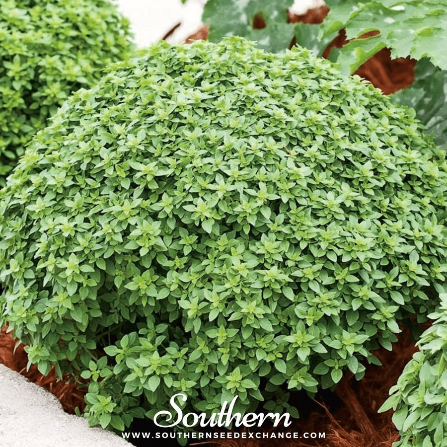 Piccolino Basil