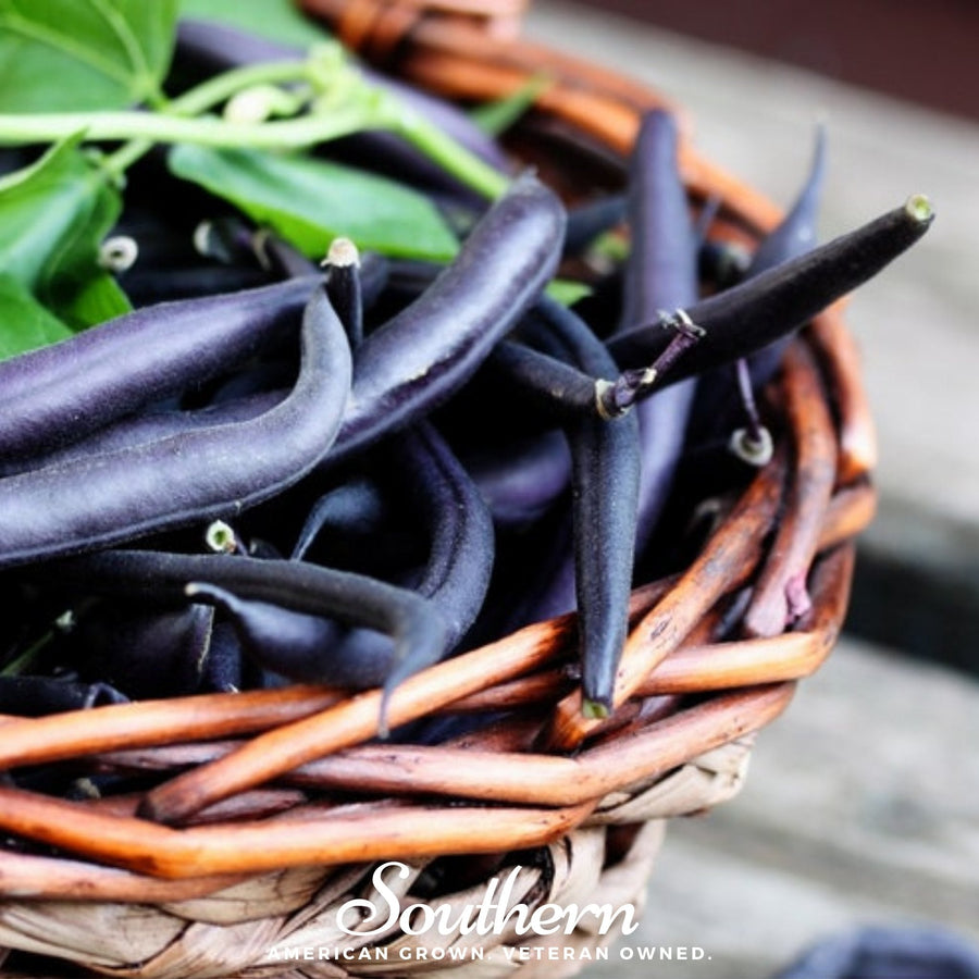 Blue Coco Bean (Pole)