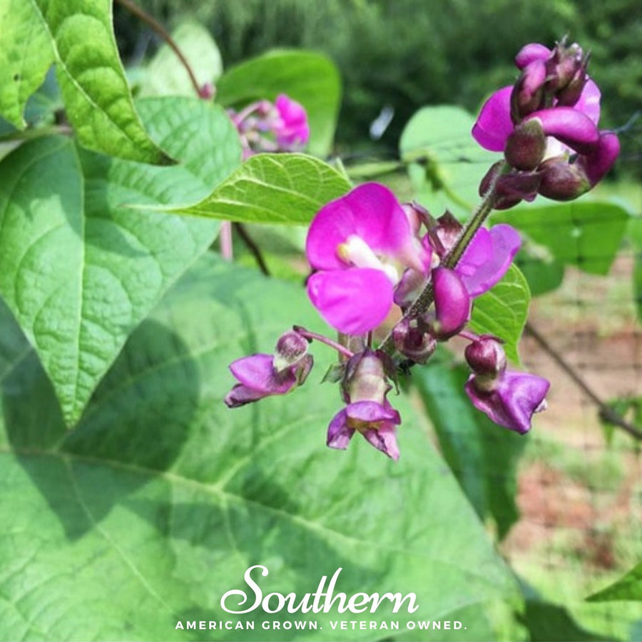 Blue Coco Bean (Pole)