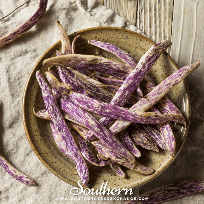 Dragon's Tongue Bean (Bush)