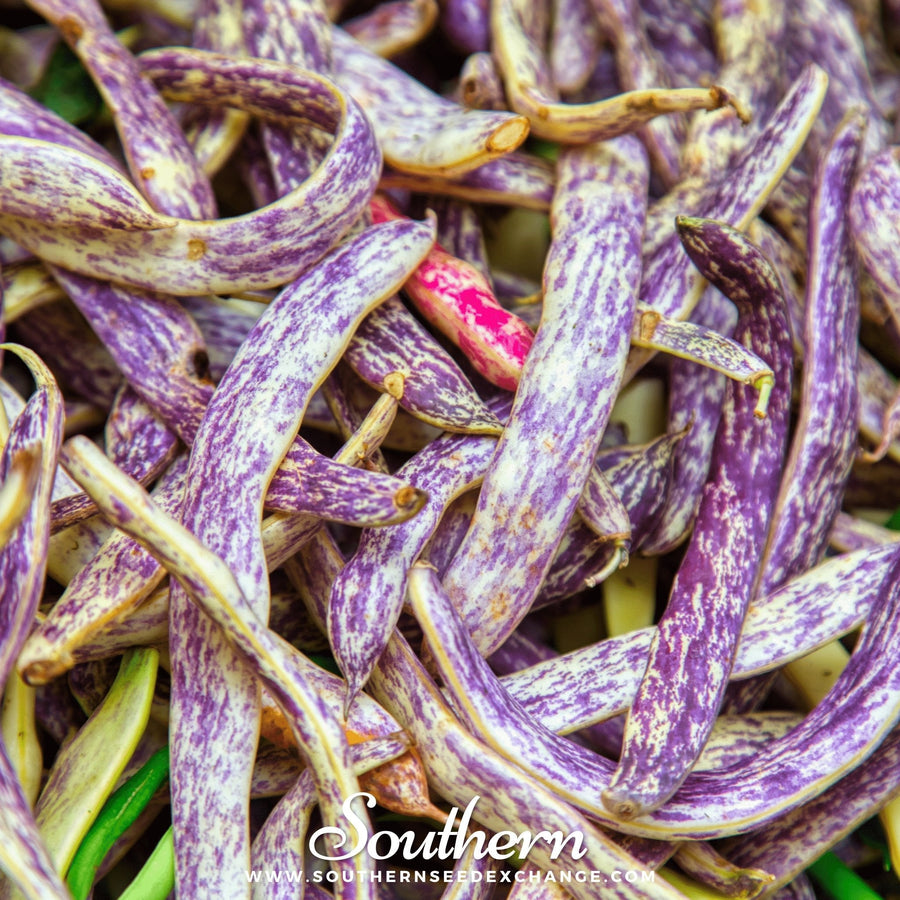 Dragon's Tongue Bean (Bush)