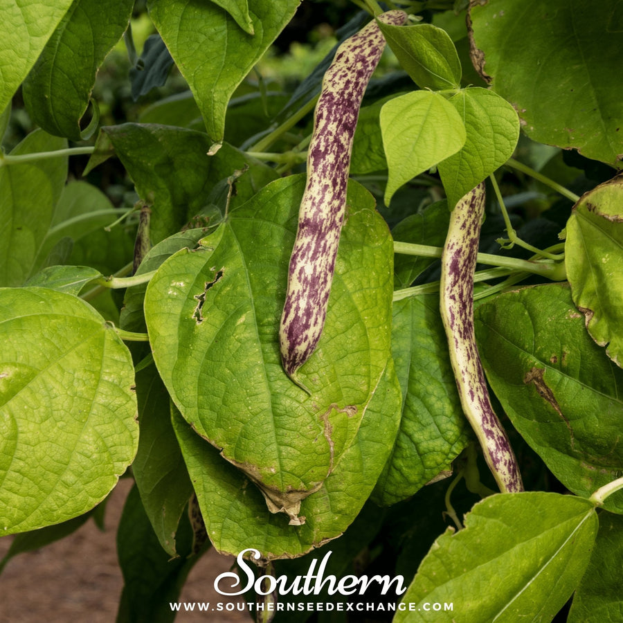 Dragon's Tongue Bean (Bush)