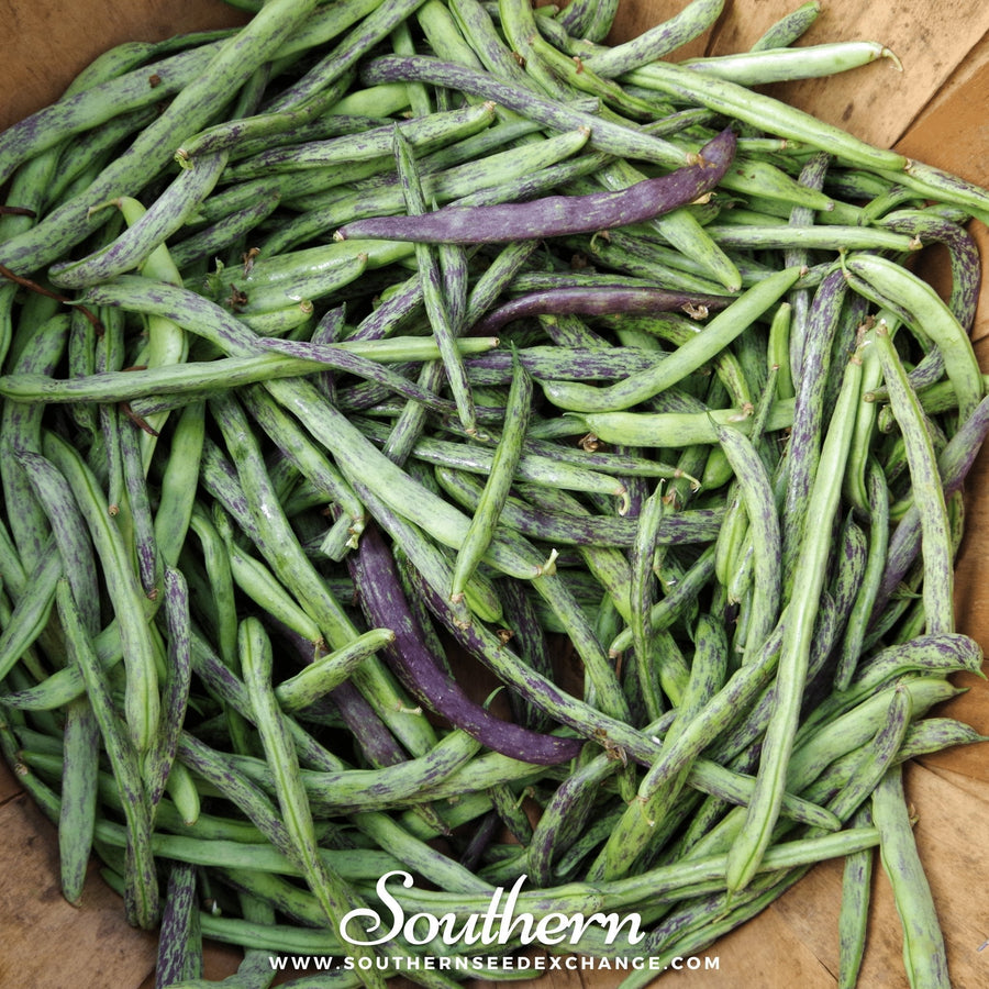 Dragon's Tongue Bean (Bush)