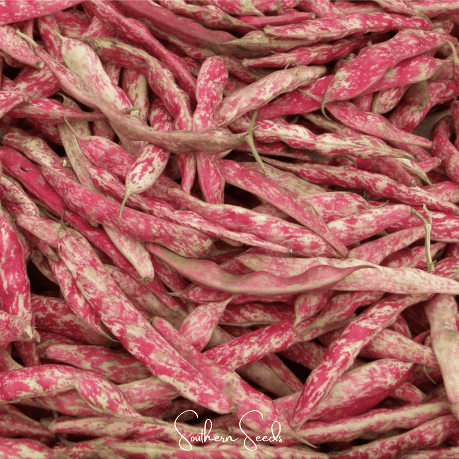 Bean, French Horticulture (Bush)