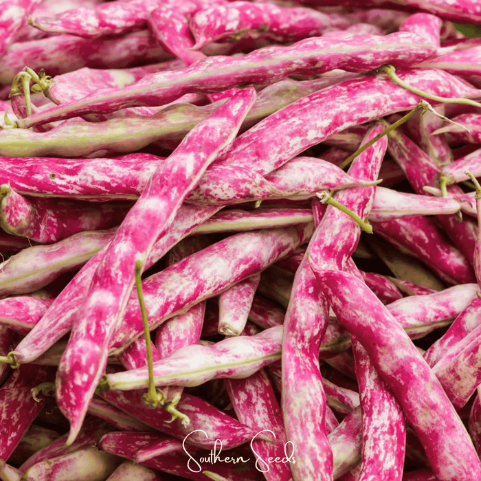 Bean, French Horticulture (Bush)