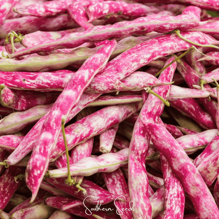 Bean, French Horticulture (Bush)