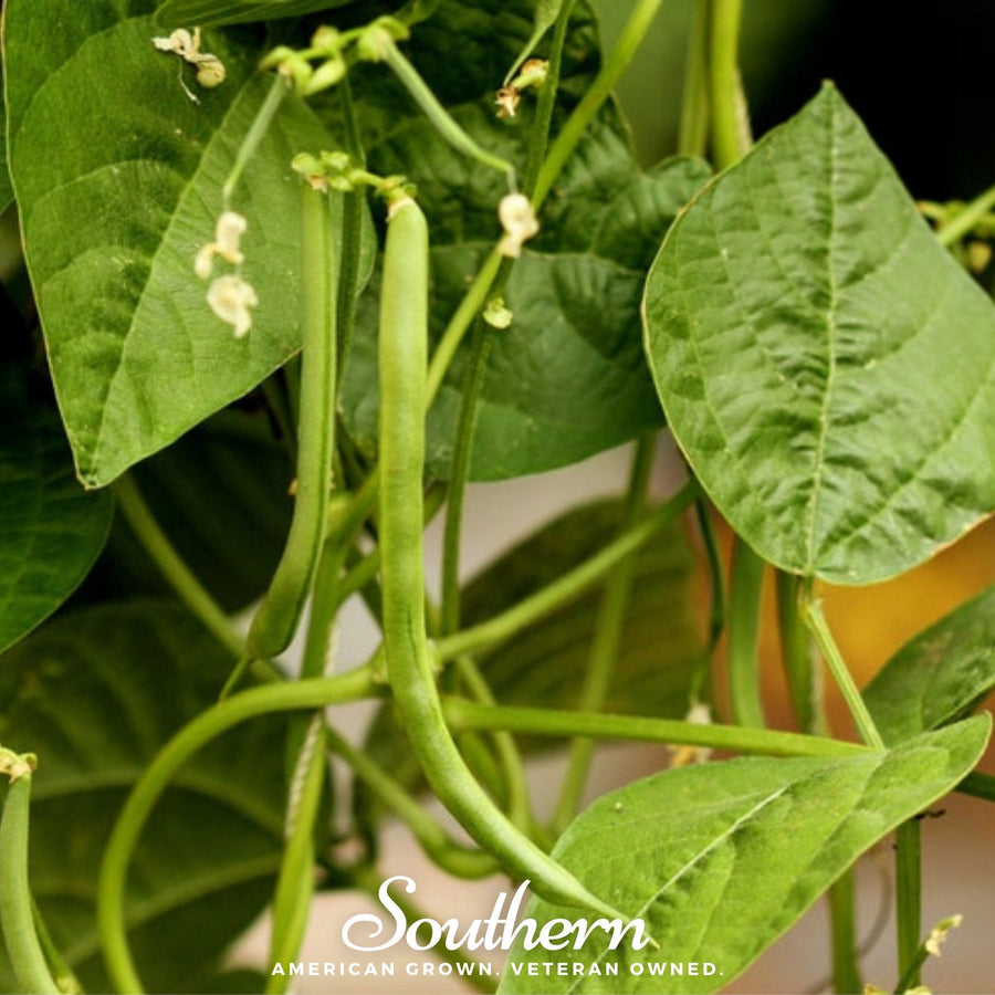 Kentucky Blue Bean (Pole)