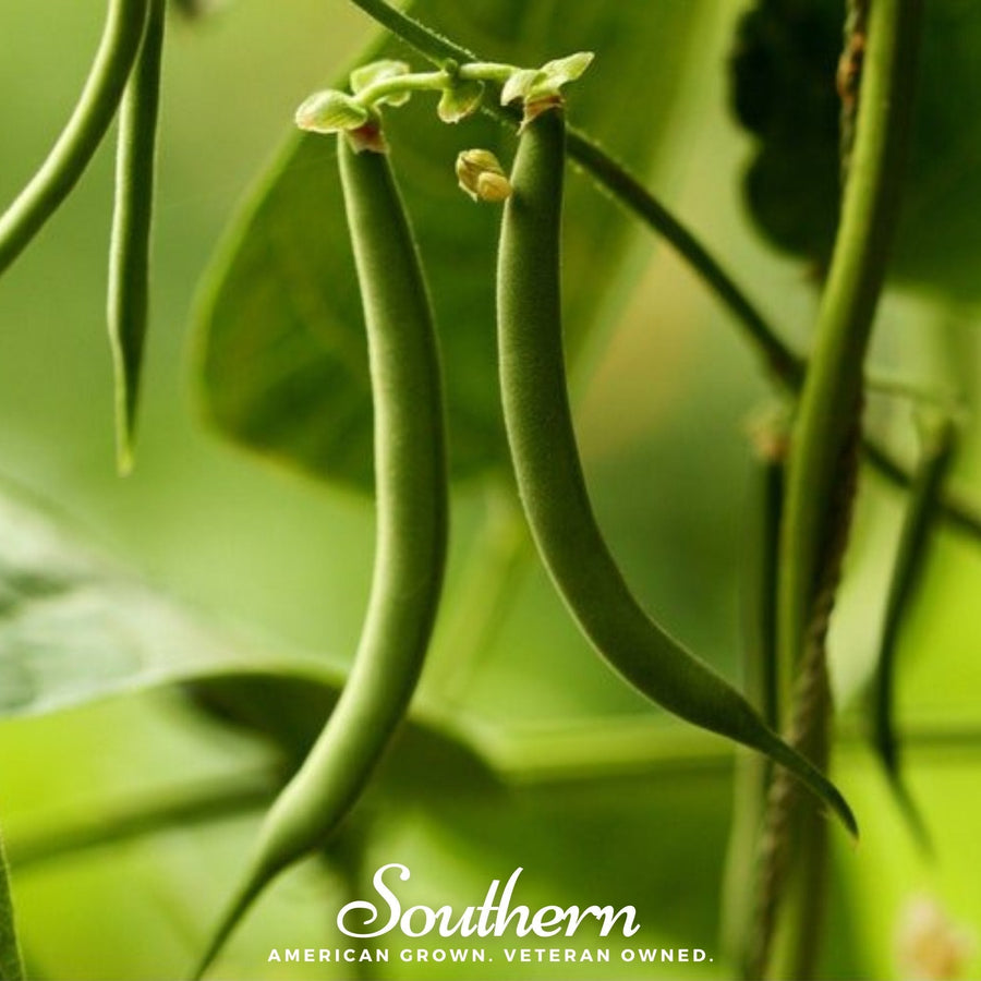 Kentucky Blue Bean (Pole)