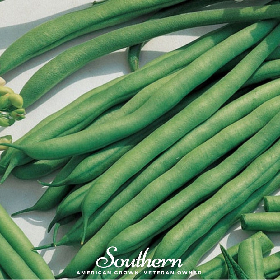 Kentucky Blue Bean (Pole)