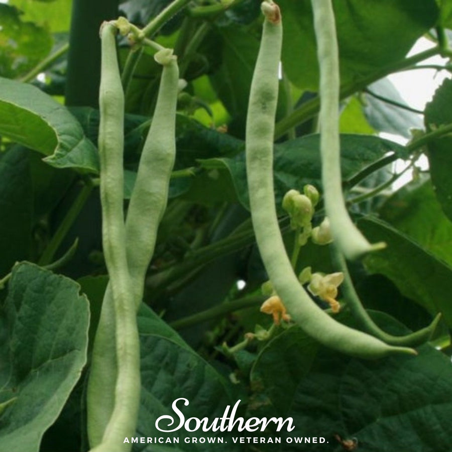 Kentucky Wonder Bean (Pole)