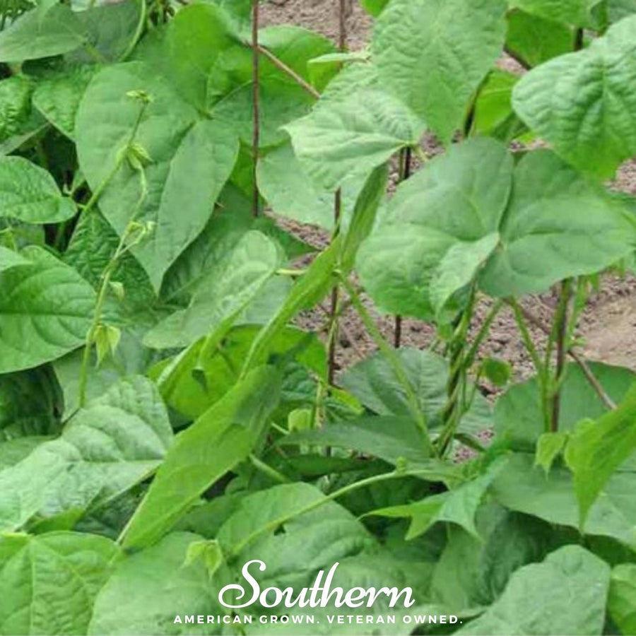 Kentucky Wonder Bean (Pole)
