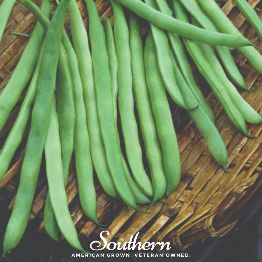 Kentucky Wonder Bean (Pole)
