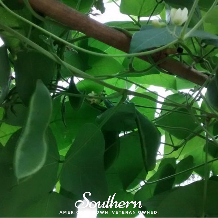 King of the Garden Lima Bean (Pole)
