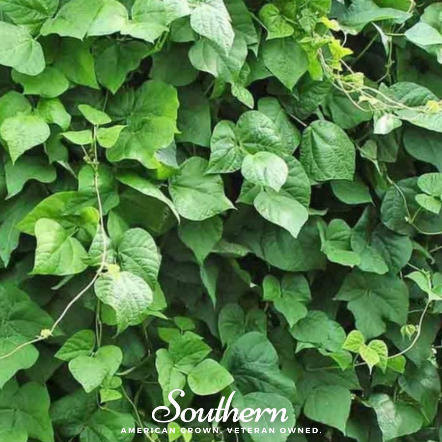 King of the Garden Lima Bean (Pole)