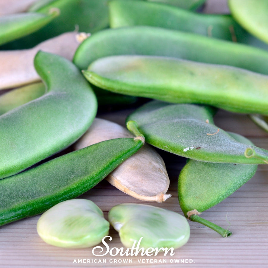 White Dixie Butterpeas Lima Bean (Bush)