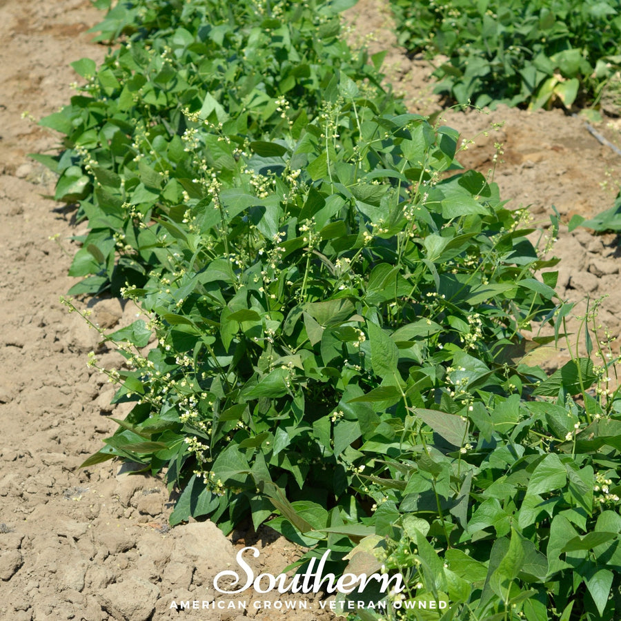 White Dixie Butterpeas Lima Bean (Bush)