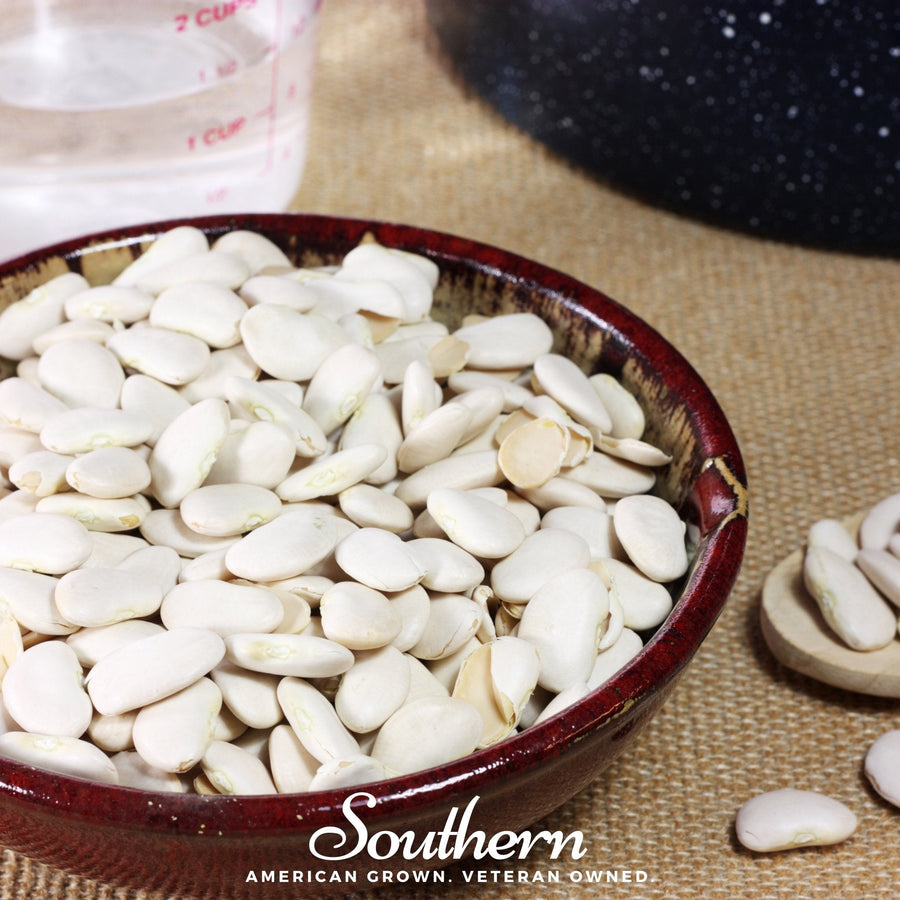 White Dixie Butterpeas Lima Bean (Bush)
