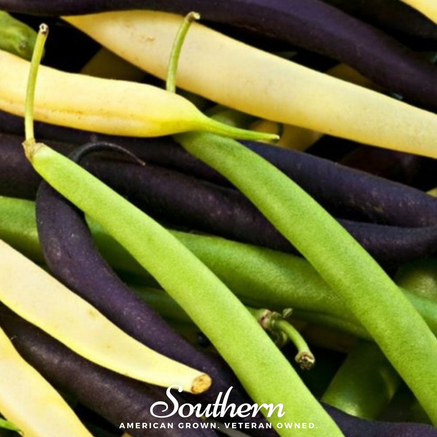 Multicolored Mix Lima Bean (Pole)