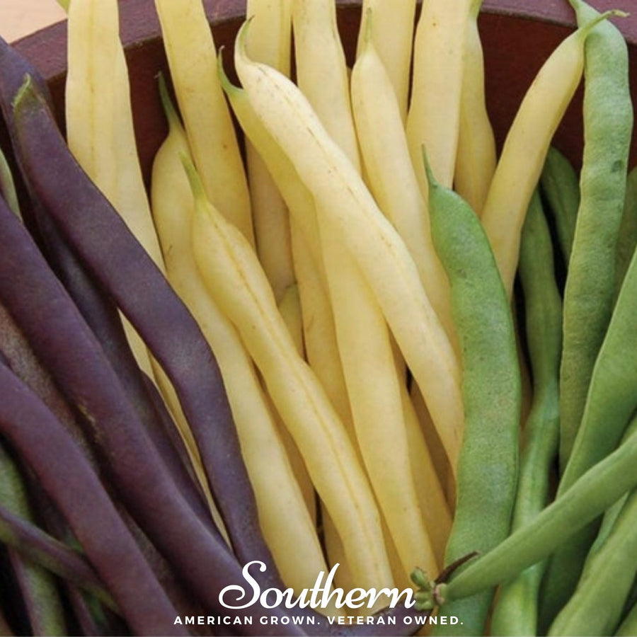 Multicolored Mix Lima Bean (Pole)