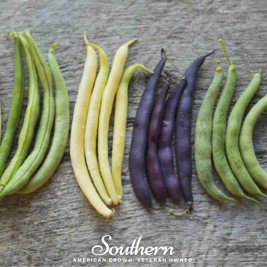 Multicolored Mix Lima Bean (Pole)
