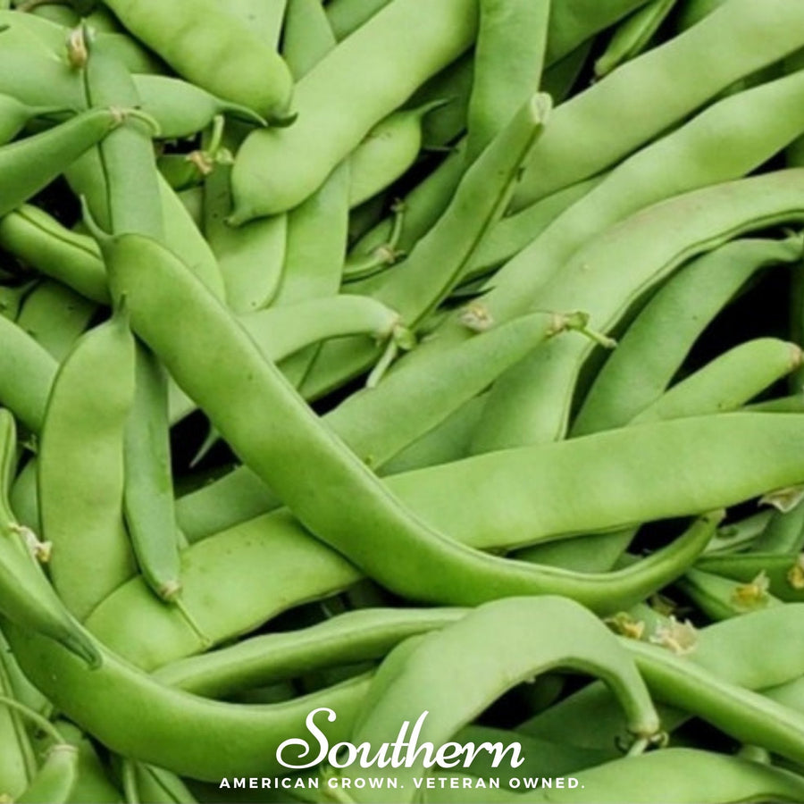 Roma II Bean (Bush Bean)