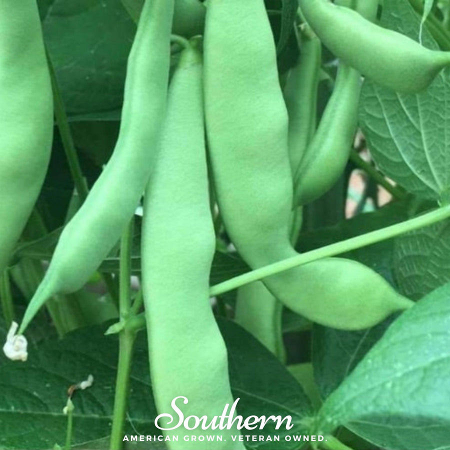 Roma II Bean (Bush Bean)