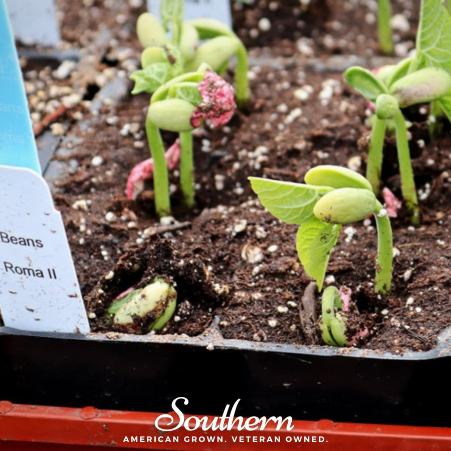 Roma II Bean (Bush Bean)