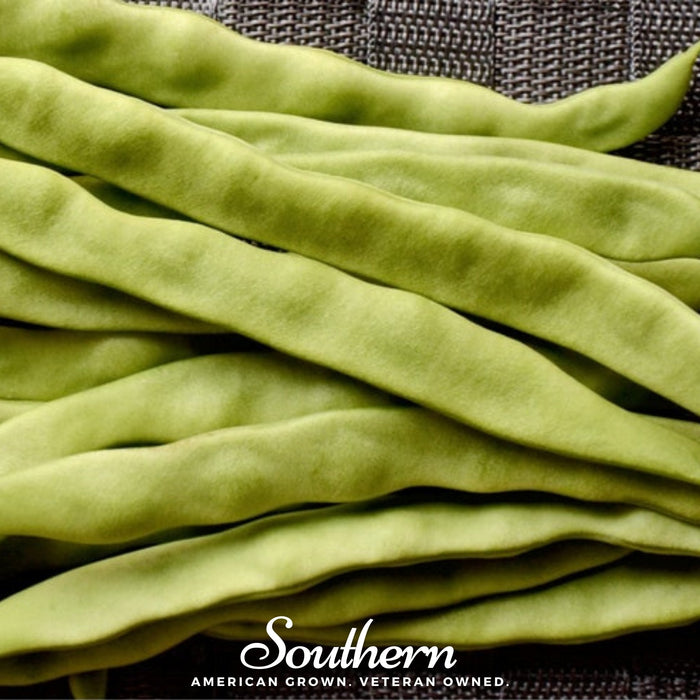 Roma II Bean (Bush Bean)