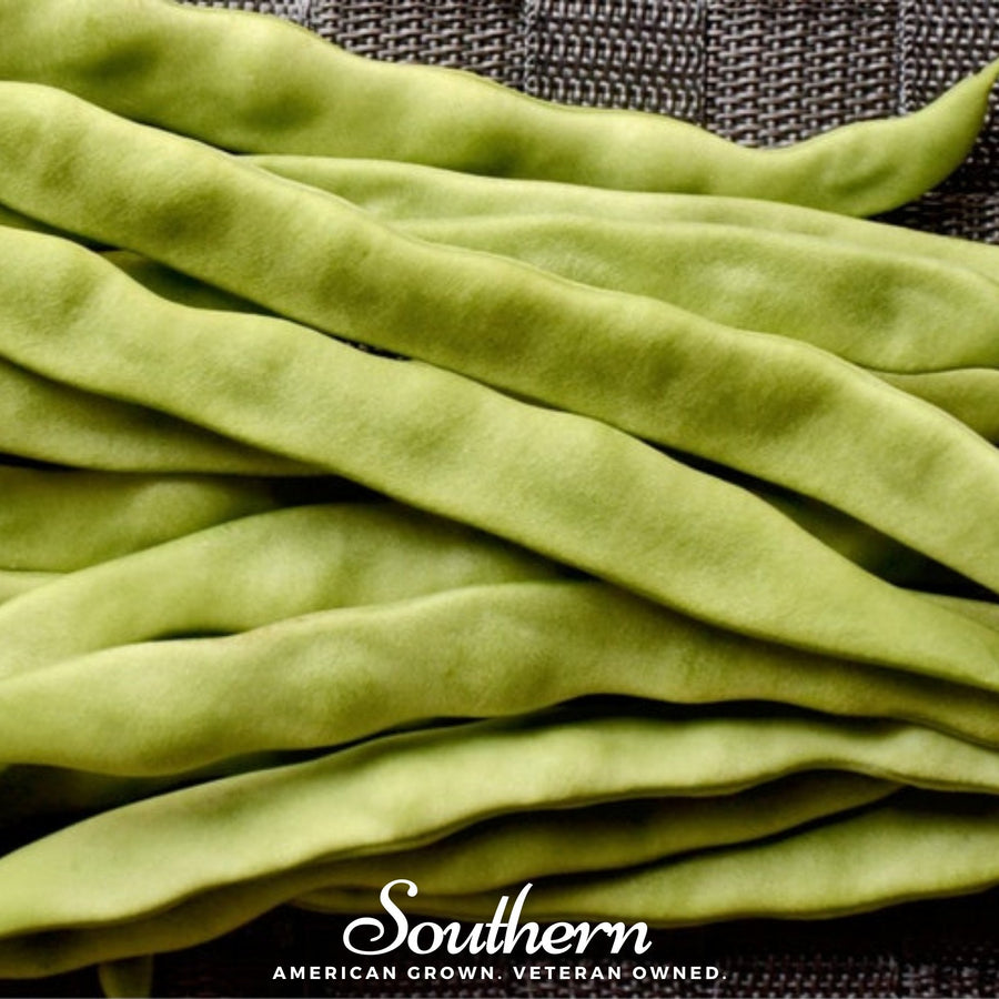 Roma II Bean (Bush Bean)