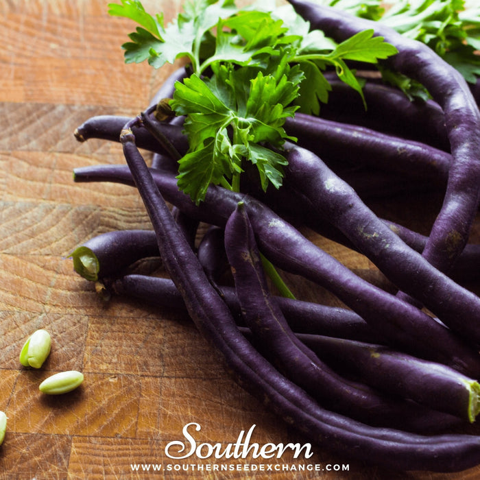 Royal Burgundy Bean (Bush) – 50 Seeds