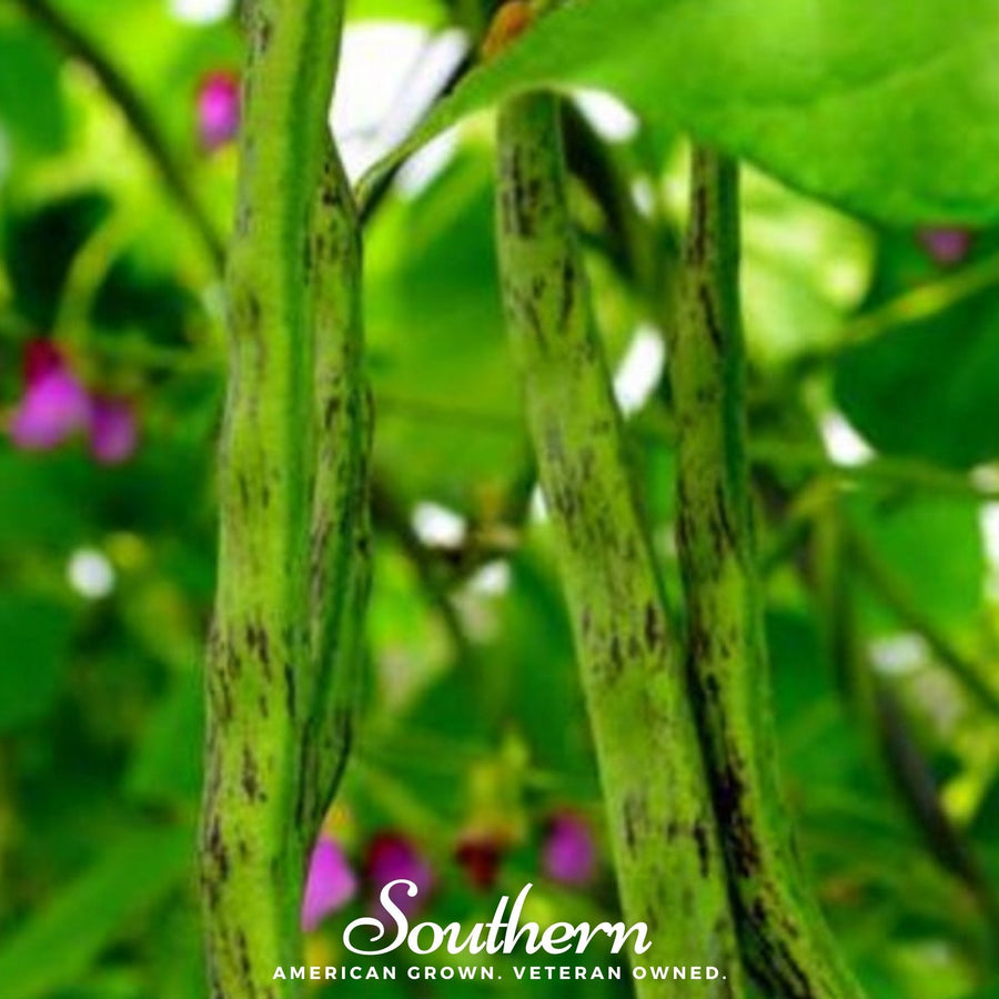 Tiger's Eye Bean (Bush)
