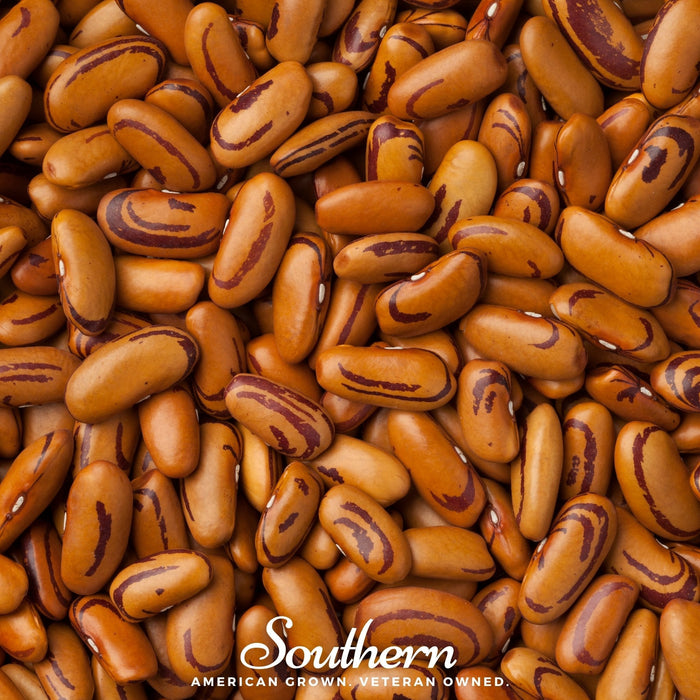 Tiger's Eye Bean (Bush)