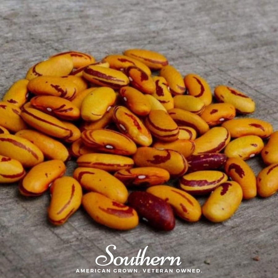 Tiger's Eye Bean (Bush)