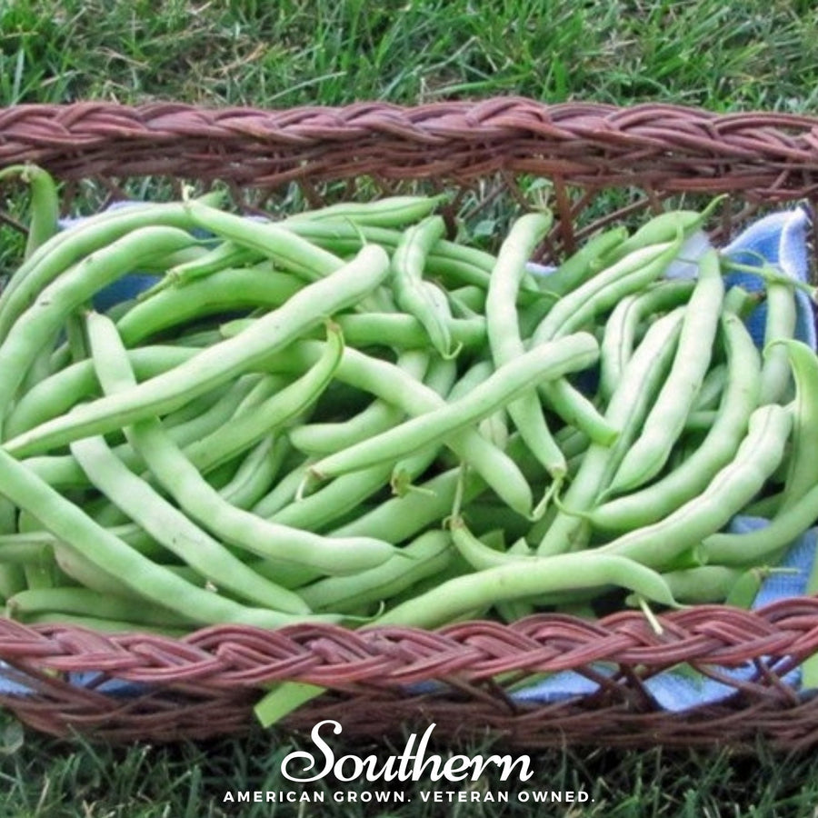 Topcrop Bean (Bush)