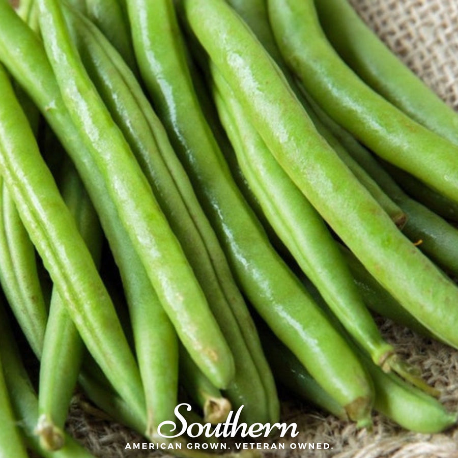 Topcrop Bean (Bush)