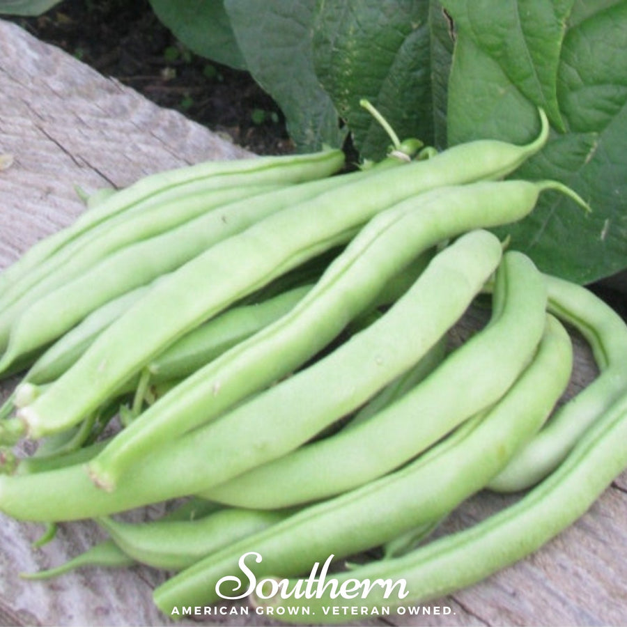 Topcrop Bean (Bush)