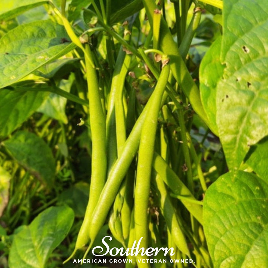 Topcrop Bean (Bush)