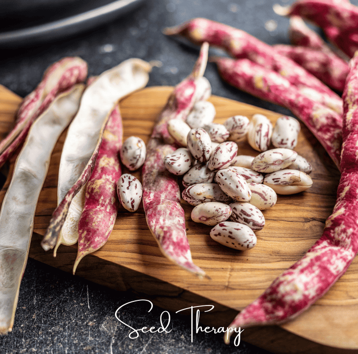 Vermont Cranberry Bean (Bush)