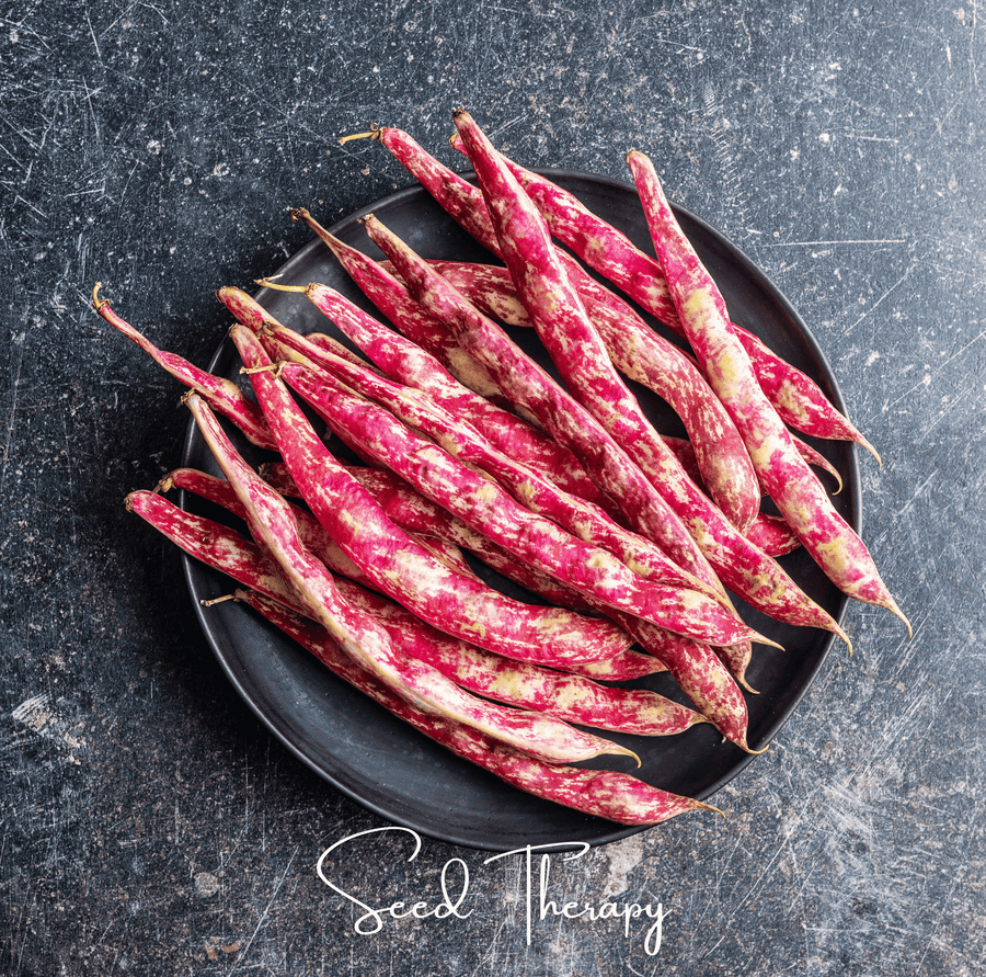 Vermont Cranberry Bean (Bush)