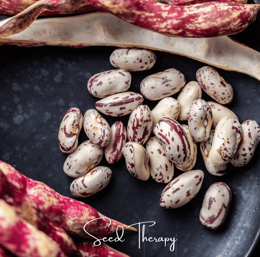 Vermont Cranberry Bean (Bush)