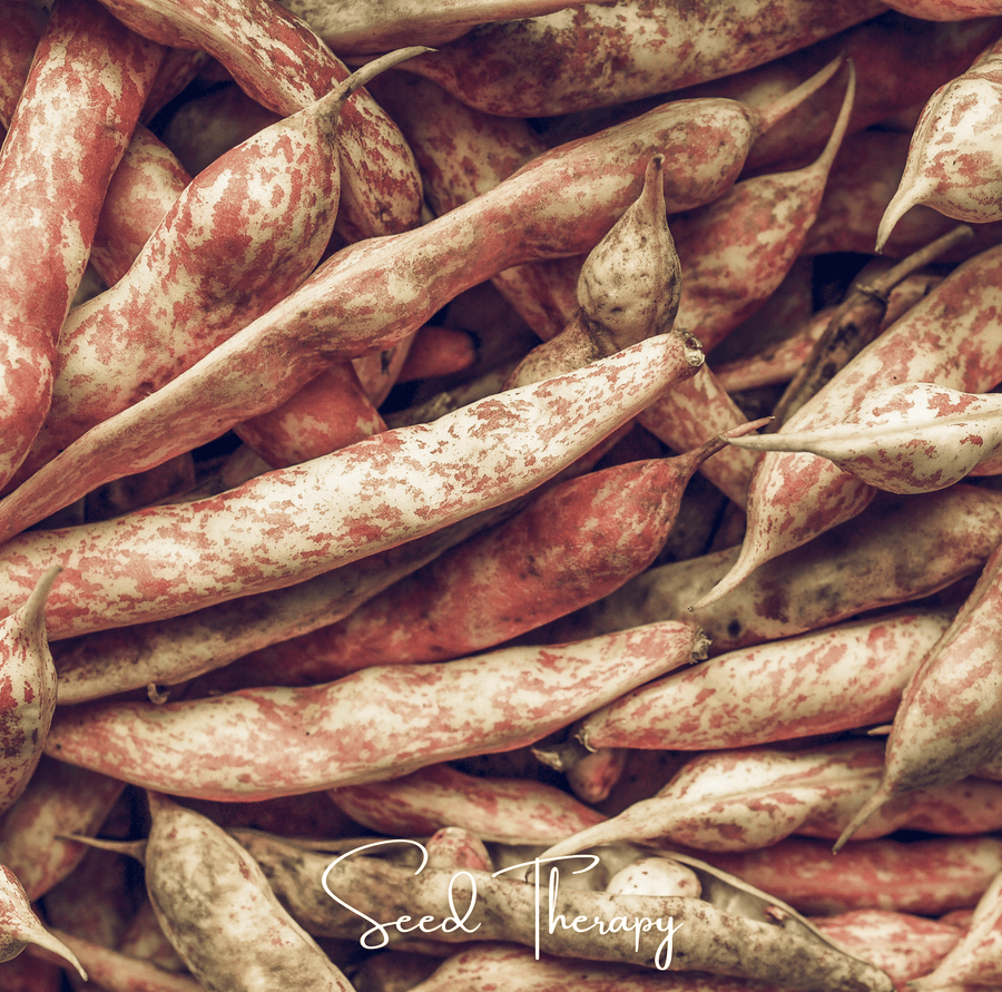 Vermont Cranberry Bean (Bush)