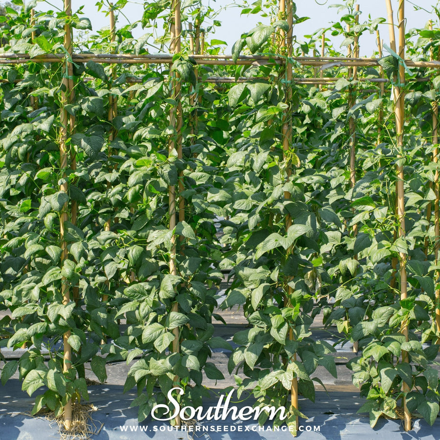 Yard Long Green Bean (Pole) – 15 Seeds