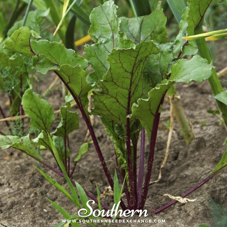 Crosby’s Egyptian Beet
