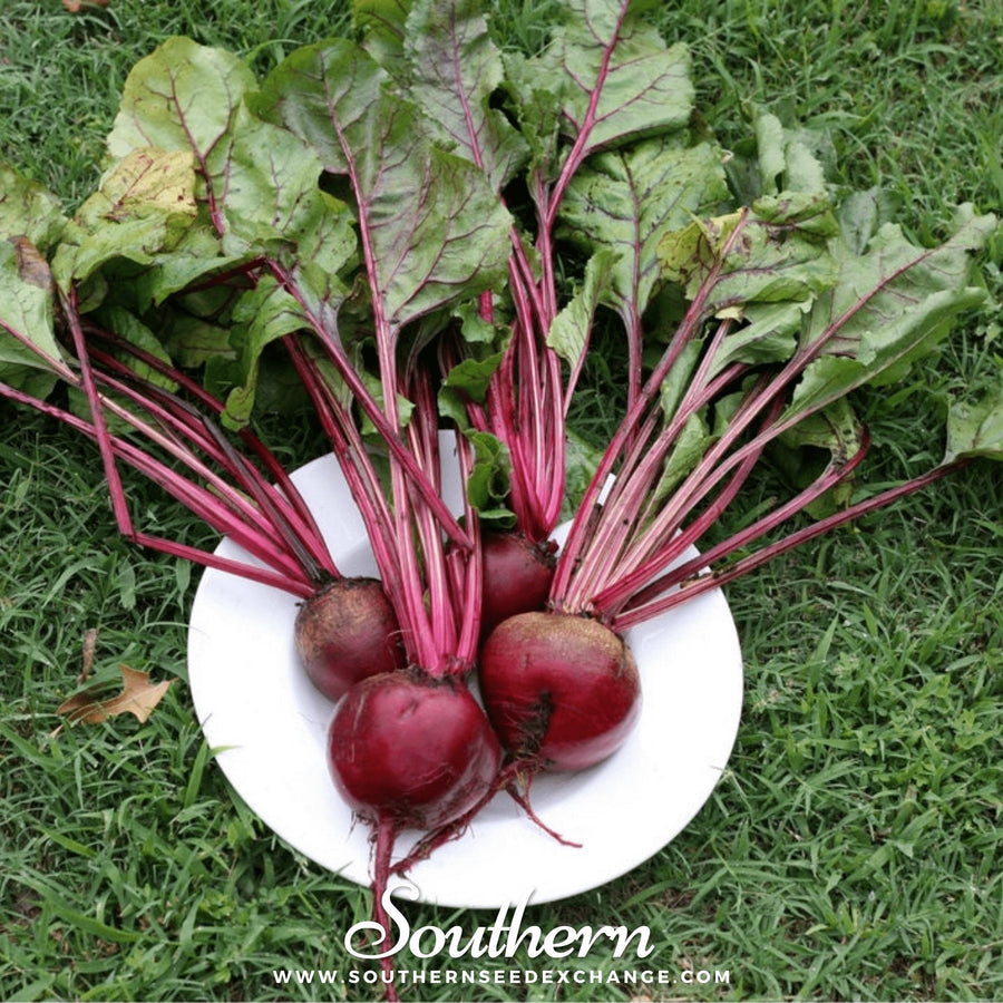 Crosby’s Egyptian Beet