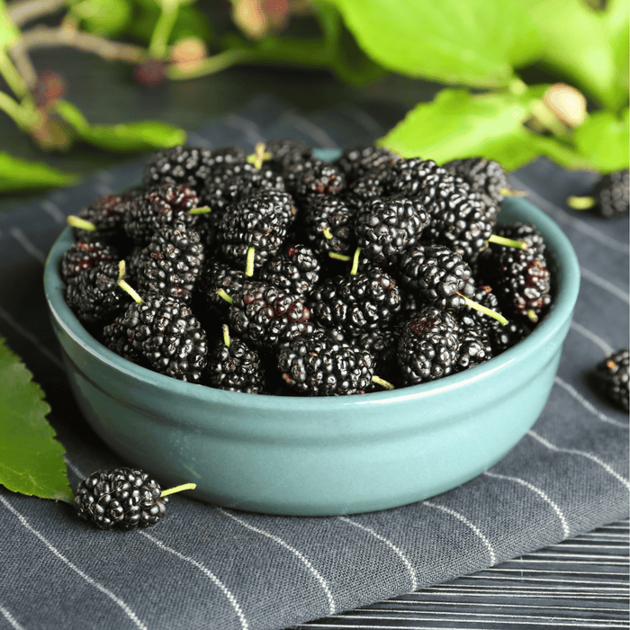 Black Mulberry – 50 Seeds