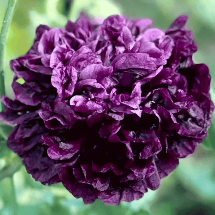 Black Peony Poppy