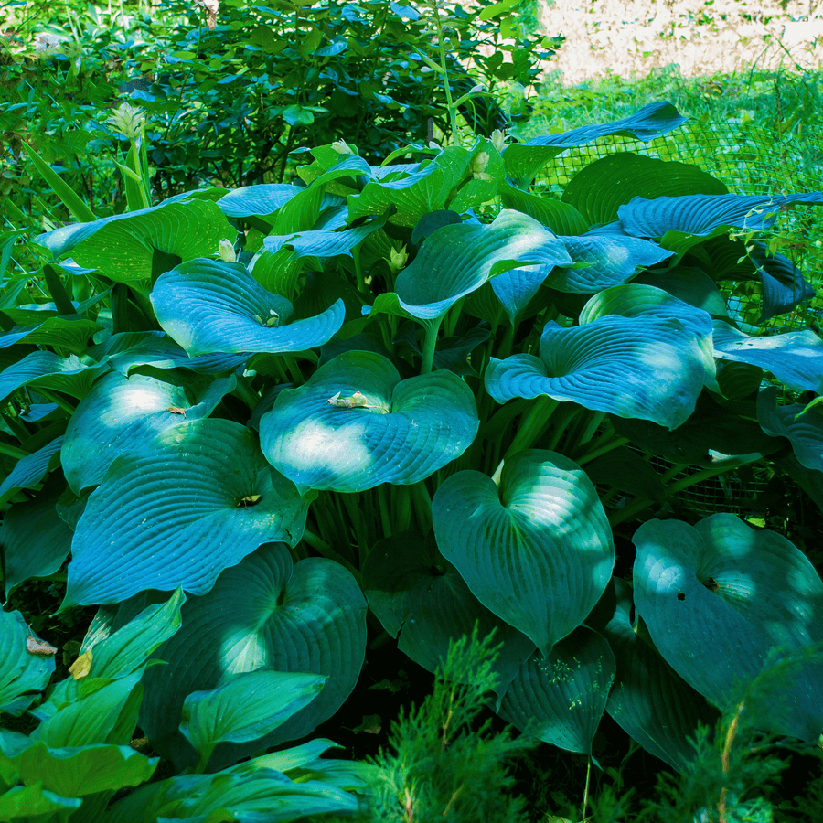Blue Hosta