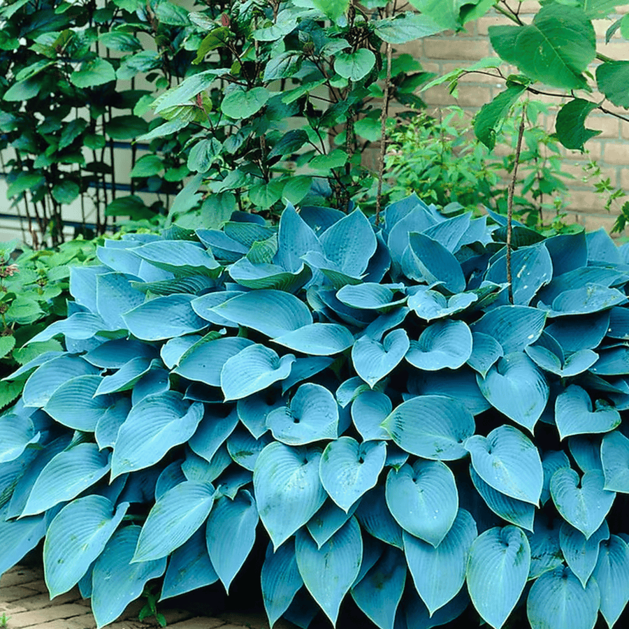 Blue Hosta